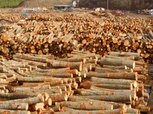 Turman Lumber Log Yard