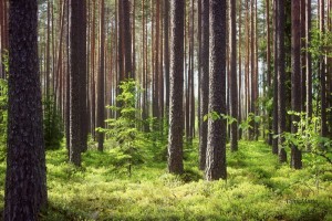 pine forest